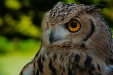 Fototapeta premium owl