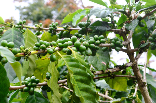 Large green coffee beans growing on a coffee tree. Puerto Rican coffee farm, close up photo of coffee growing on tree.  Green cafe beans ready for harvest. 