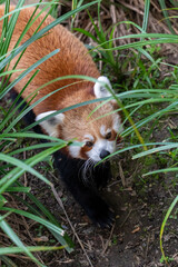Red Panda from above
