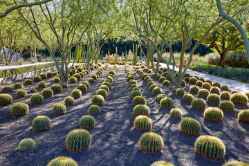 Fototapeta premium Many cactus in beautiful desert garden with warm weather trees and plants