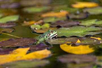 Frog sitting in the water, amongst water lillys
