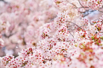 見渡す限りの桜の花