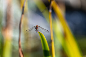 Yellow-winged darter dragonfly