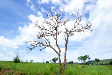 Fototapeta na wymiar Beautiful dry tree from against blue sky in Thailand.