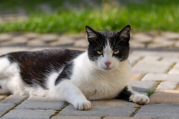 Naklejka na ściany i meble Black-and-White Tabby Cat in the shade on a sunny day
