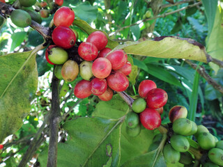 Harvesting Red Arabica coffee in the mountains of Adjuntas, Puerto Rico. Fresh coffee cherries, bright red harvested, fresh coffee beans. Seasonal coffee harvest in Puerto Rico. 