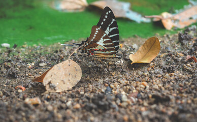 beautiful brown and colorful butterfly land on wet sandy ground with green blurry background