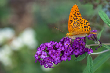 orange butterfly on purpe flower