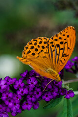 Orange Butterfly on a purple flower