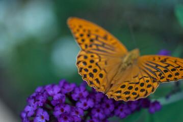 Orange Butterfly on a purple flower