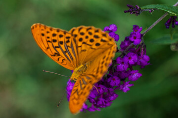 Orange Butterfly on a purple flower