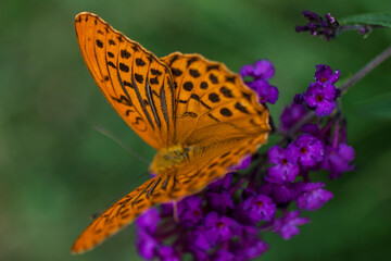 Orange Butterfly on a purple flower