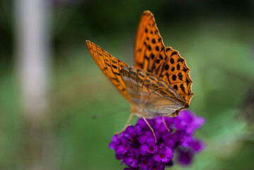 Orange Butterfly on a purple flower