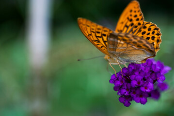 Orange Butterfly on a purple flower