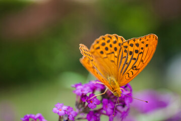 Orange Butterfly on a purple flower