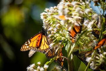 Monarch butterflies during migration