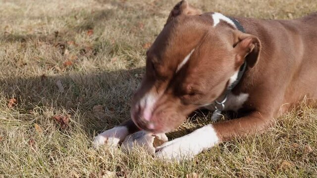 Red nose pitbull dog is chewing a bone on backyard lawn