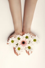 Beautiful hands of a woman holding a rosebud lying on a white background. concept of skin care, moisturizing and reducing wrinkles