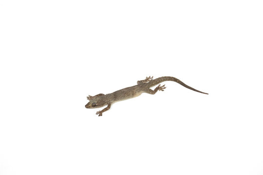 Isolated lizard on white background.