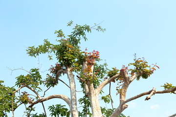 The trees are growing young leaves