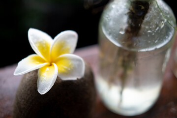 Tropical flowers frangipani (plumeria)
