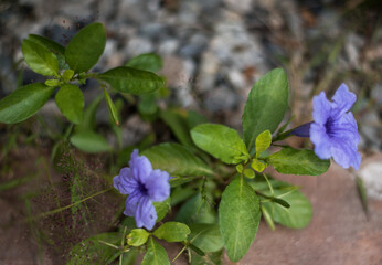 flowers in the garden