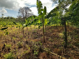 Fototapeta na wymiar Cultivation of bananas