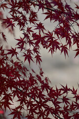 autumn leaves background