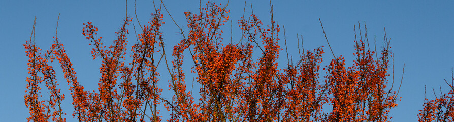 Crabapple tree in winter, red fruits on bare branches against a blue sky
