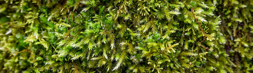 Closeup of a fuzzy green moss in the woods, as a nature background
