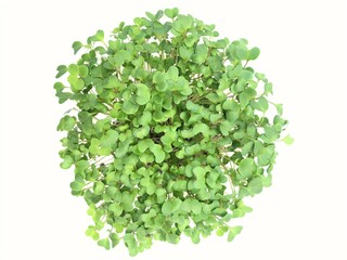 Broccoli Microgreens