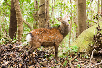 屋久鹿
