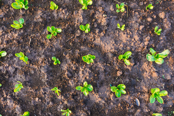 sprout in the ground