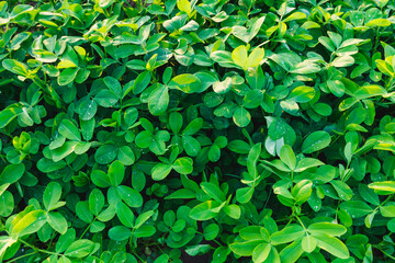 green leaves background