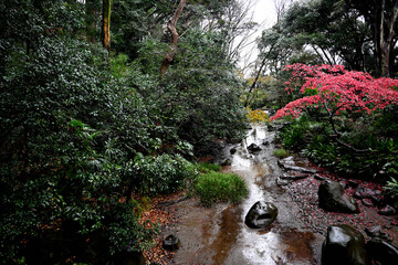雨の日本庭園