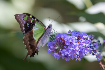 Macleay's Swallow Butterfly feeding on nectar of a Buddleja flower