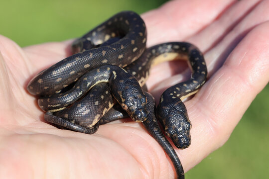 Hatchling Diamond Python twins bwing held in hand