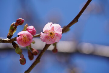 Light Pink Flowers of Cherry 'Kawazu-zakura' in Full Bloom
