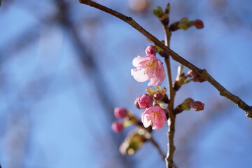 Light Pink Flowers of Cherry 'Kawazu-zakura' in Full Bloom
