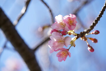 Light Pink Flowers of Cherry 'Kawazu-zakura' in Full Bloom
