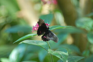 the beautiful nature