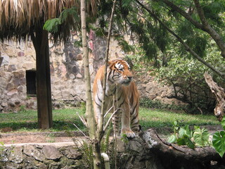 the beautiful nature