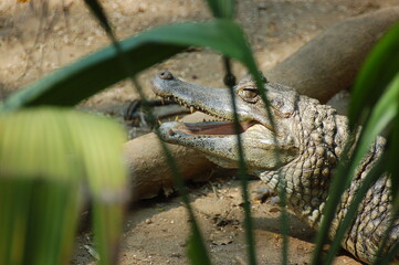 the beautiful nature