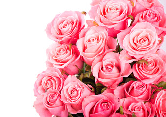 Pink roses isolated on the white background
