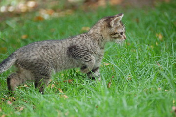 MINI WILD CAT