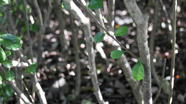 Peaceful view of medicinal green leaves of Ehretia microphylla, also known as Fukien tea tree or Philippine tea tree. Shadows of people passing by create a beautiful background.