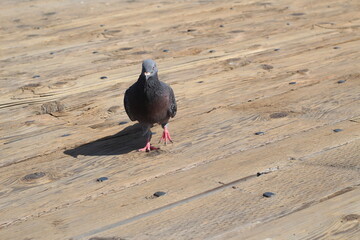 pigeon on the pier