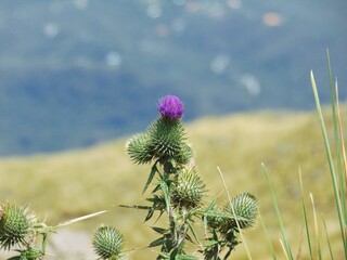 Flor
