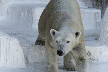 書面を向くシロクマ