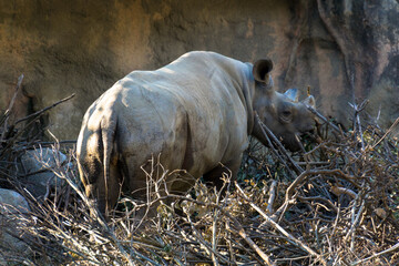 後ろを向いたサイ